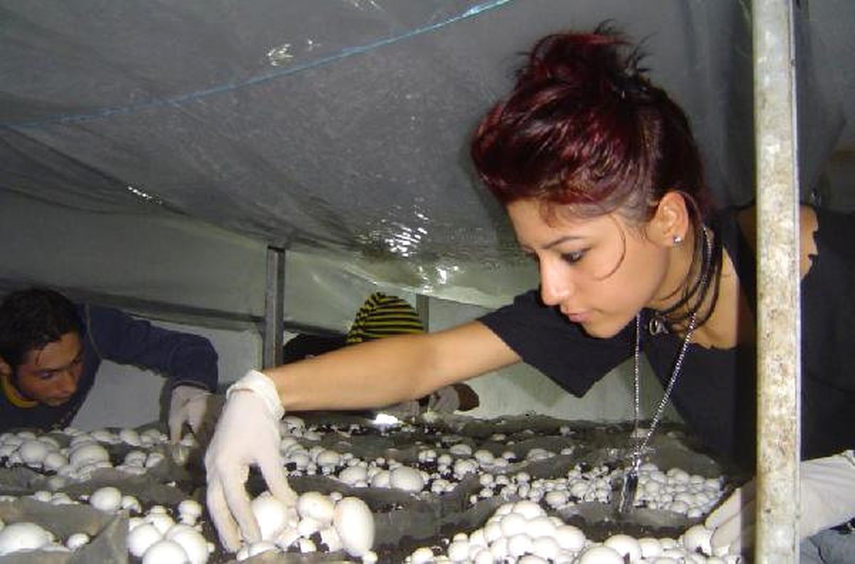Mantarcılık Sektör Bu Öğrencileri Bekliyor
