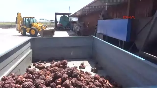 Aydın Koçarlı, Çam Fıstığıyla Yüz Güldürüyor Aydın Koçarlı, Çam Fıstığıyla Yüz Güldürüyor