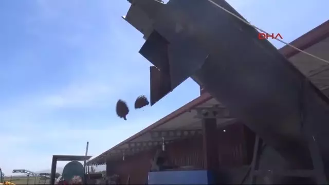 Aydın Koçarlı, Çam Fıstığıyla Yüz Güldürüyor Aydın Koçarlı, Çam Fıstığıyla Yüz Güldürüyor