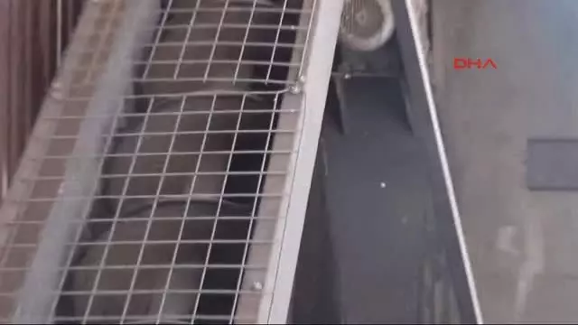 Aydın Koçarlı, Çam Fıstığıyla Yüz Güldürüyor Aydın Koçarlı, Çam Fıstığıyla Yüz Güldürüyor