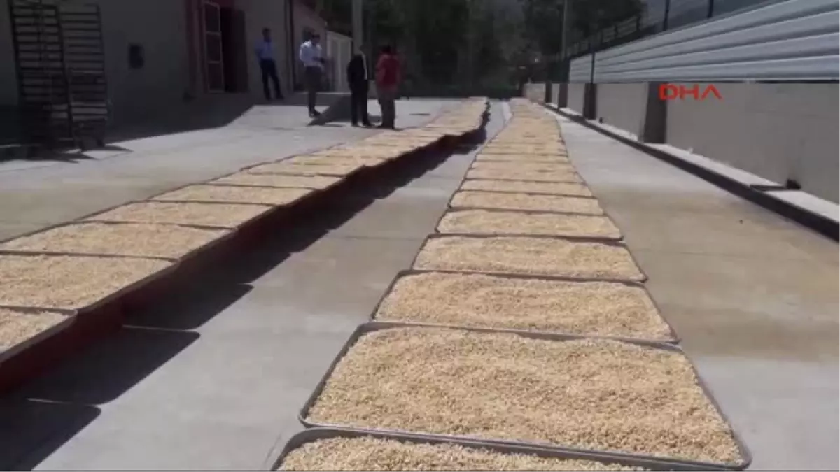 Aydın Koçarlı, Çam Fıstığıyla Yüz Güldürüyor