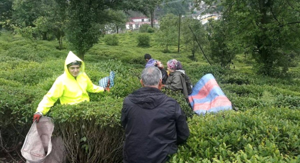 Çay'da İyi Fiyat Beklentisi