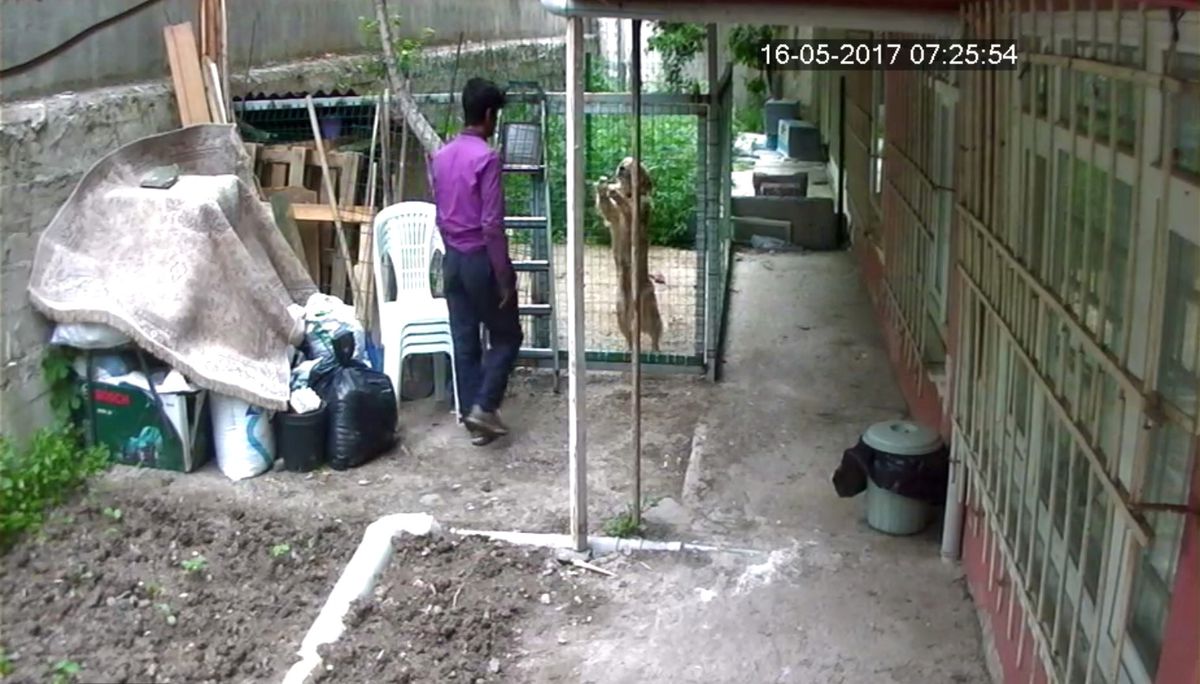 İstanbul'da Güpegündüz Bahçedeki Köpeği Çaldılar, Kameralar Anbean Kaydetti
