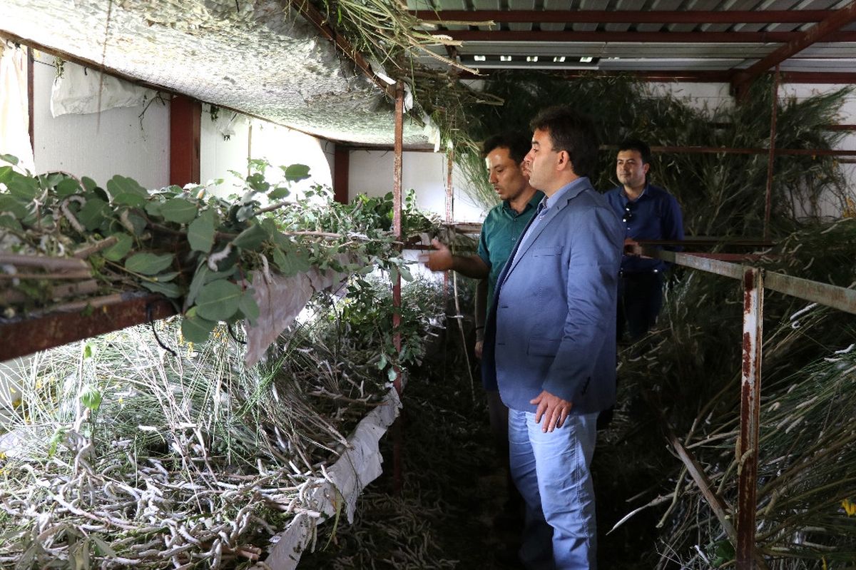 İpek Böceğinden 40 günde 15 Bin TL Kazanıyor
