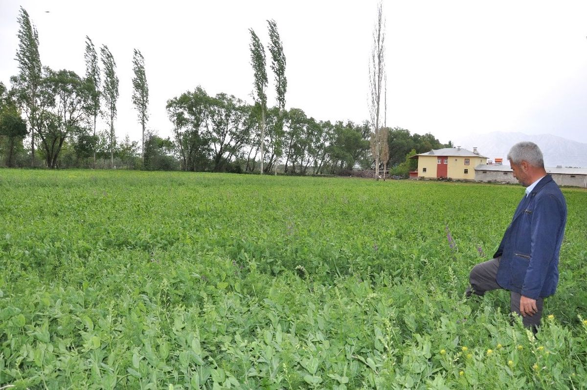 Elbistan'da Yem Bezelyesi Ekimi Başarılı Oldu