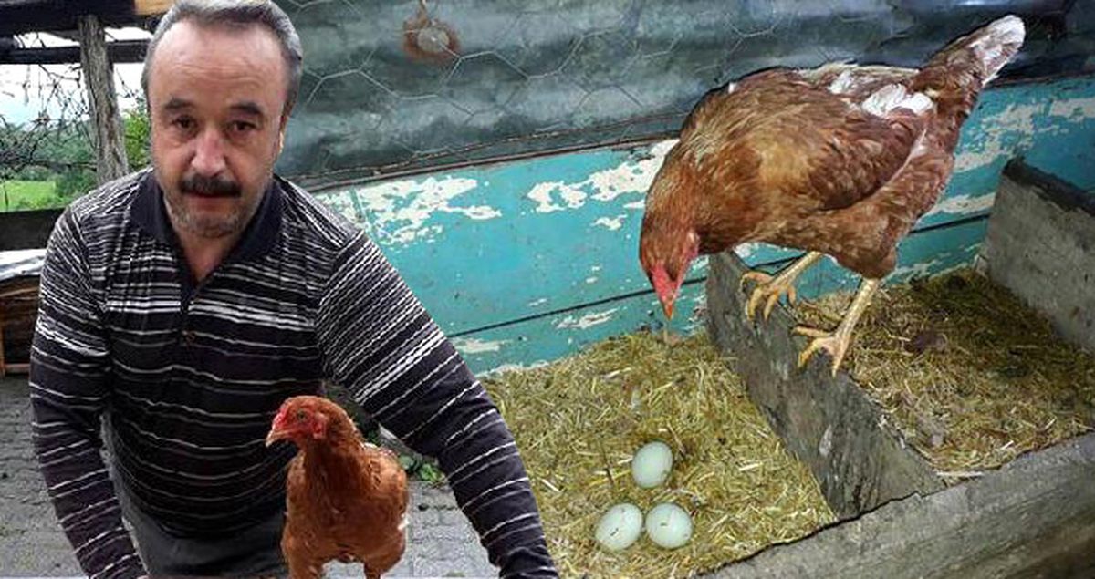 Değerini Öğrenince Yeşil Yumurtlayan Tavuğunu Kesmekten Vazgeçip Üretime Başladı