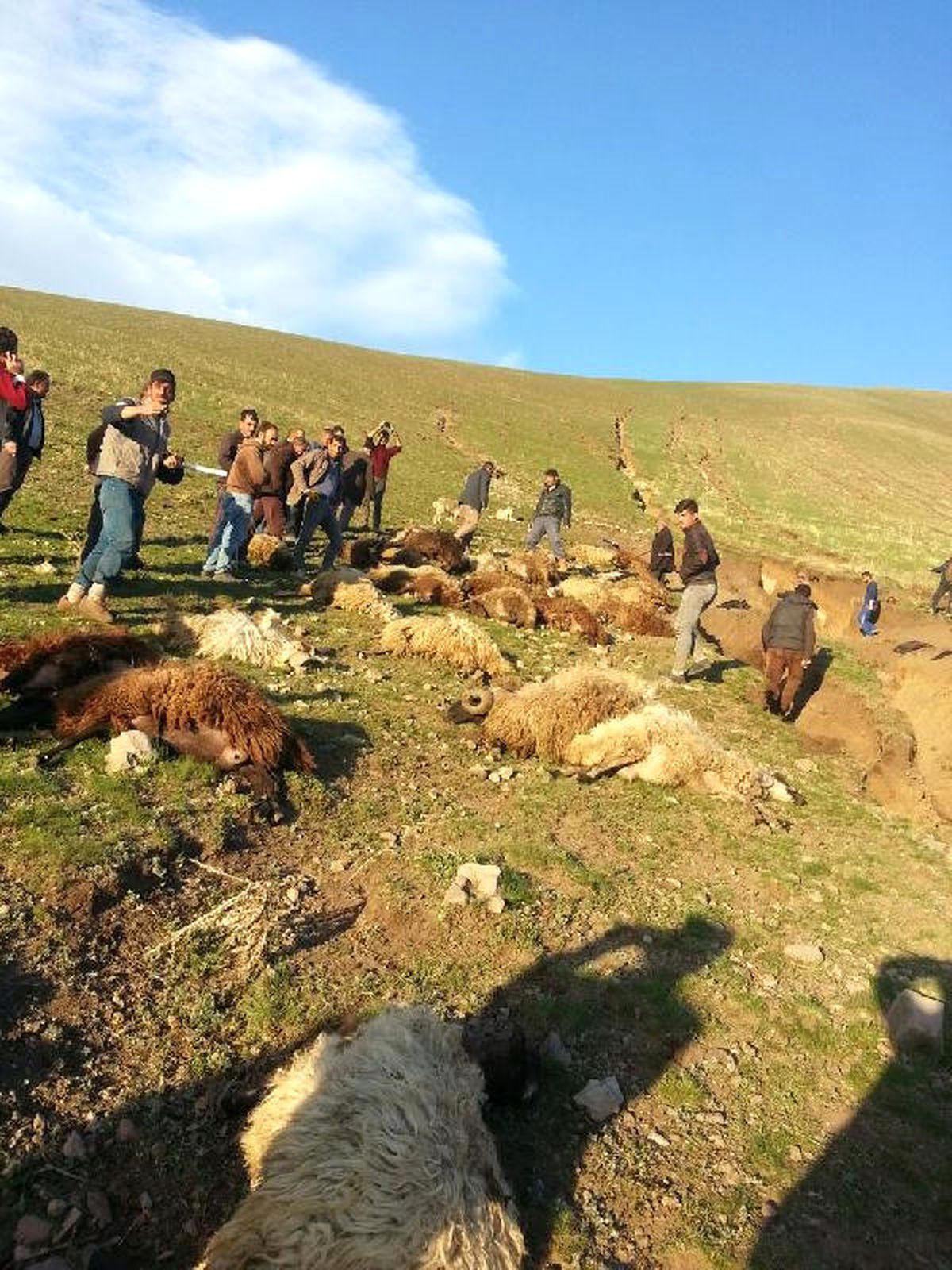 Çobanların 'Bir şey Olmaz' Deyip Dereden Geçirdikleri Koyunlar Sele Kapıldı