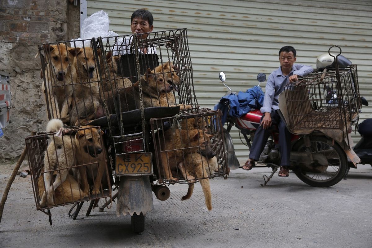 'Yulin Köpek Eti Festivali' Geçici Olarak Yasaklandı