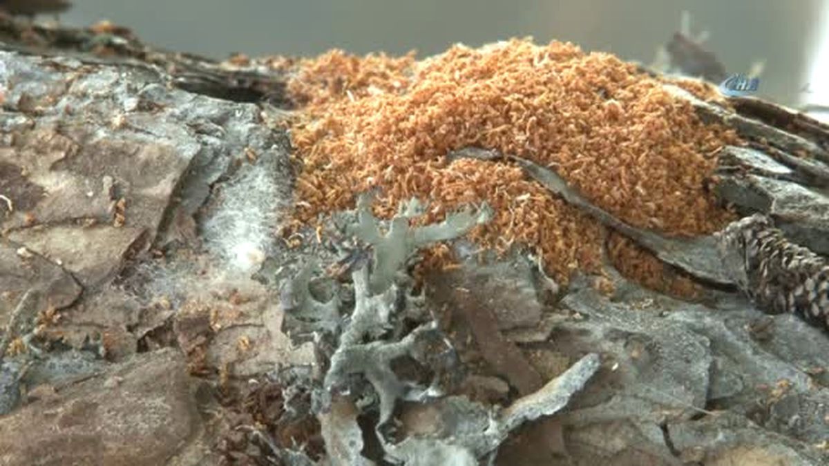 Ormanlarda Biyolojik Mücadele Devam Ediyor