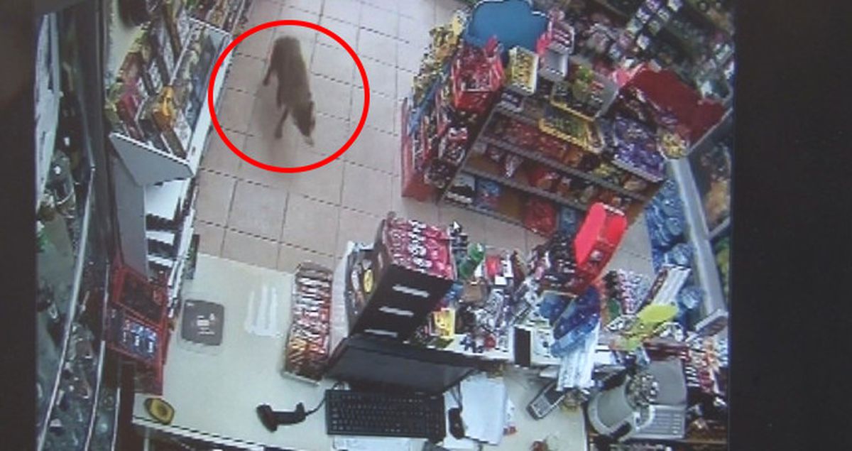 Acıkan Çakal Markete Daldı