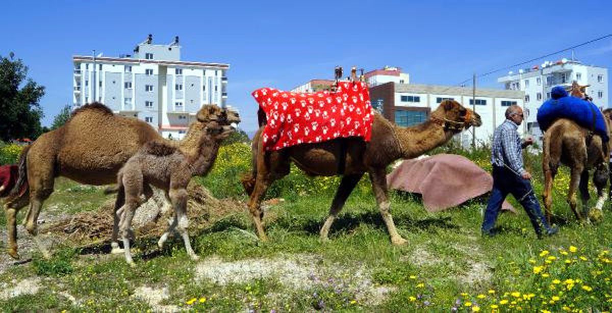 Anadolu'da 1500 Deve Kaldı