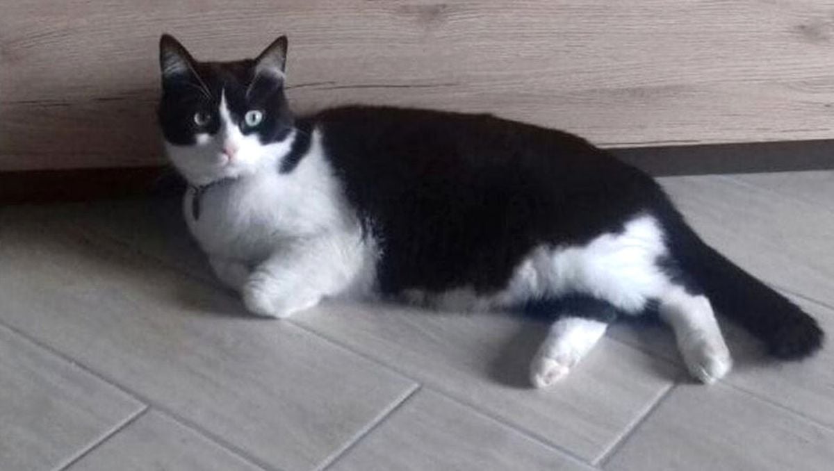 Sahibini Bırakıp Komşuya Taşınan Kedi Mahkemelik Oldu