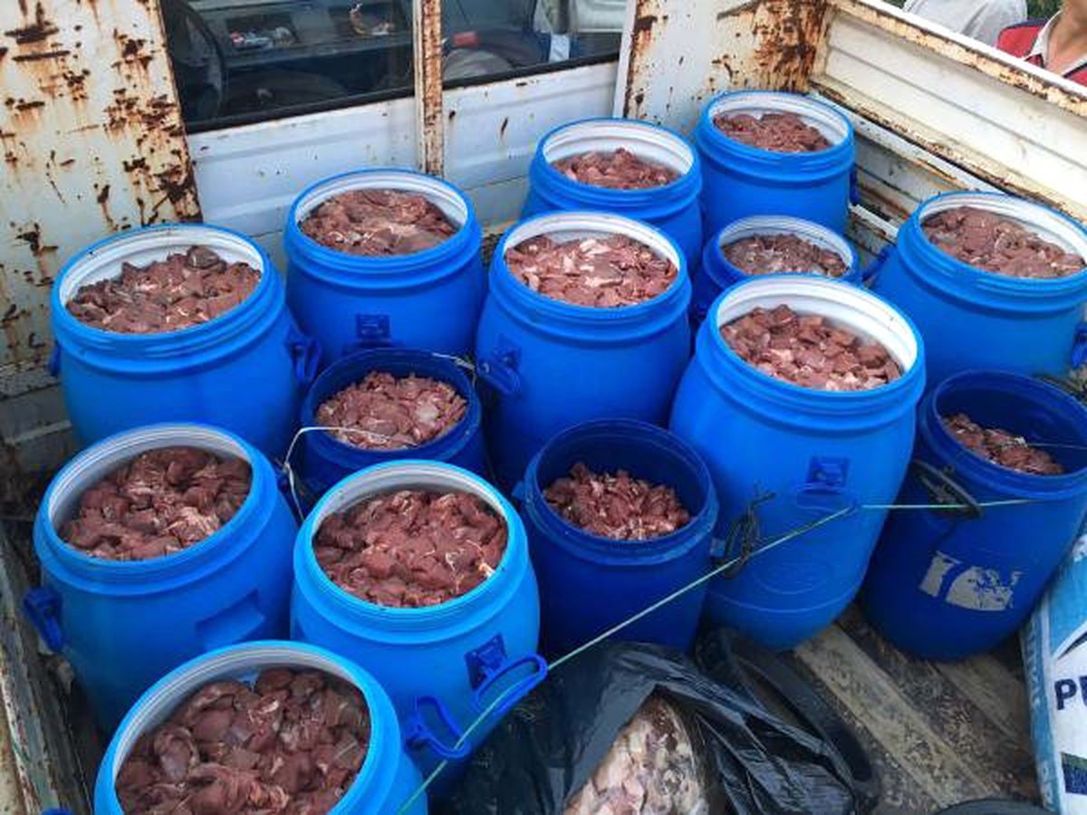 Aydın'da Piyasaya Sürülmek Üzere Hazırlanan 5 Ton Domuz Eti Ele Geçirildi