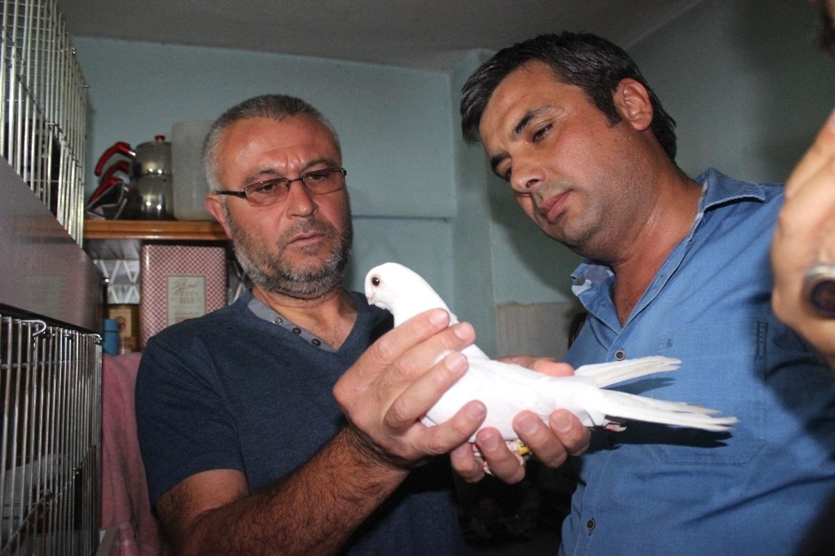 Denizli'de Güvercin Güzellik Yarışmasın Yoğun İlgi