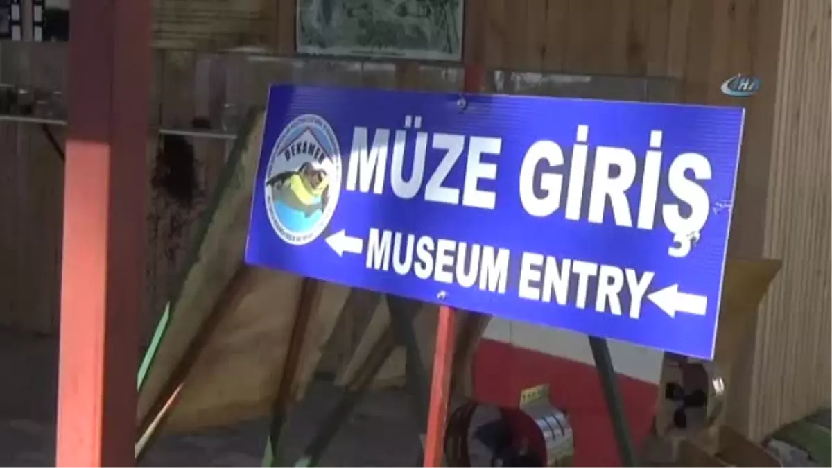 Dünyanın İlk Çene Protezli Caretta Carettası Müzede Sergileniyor