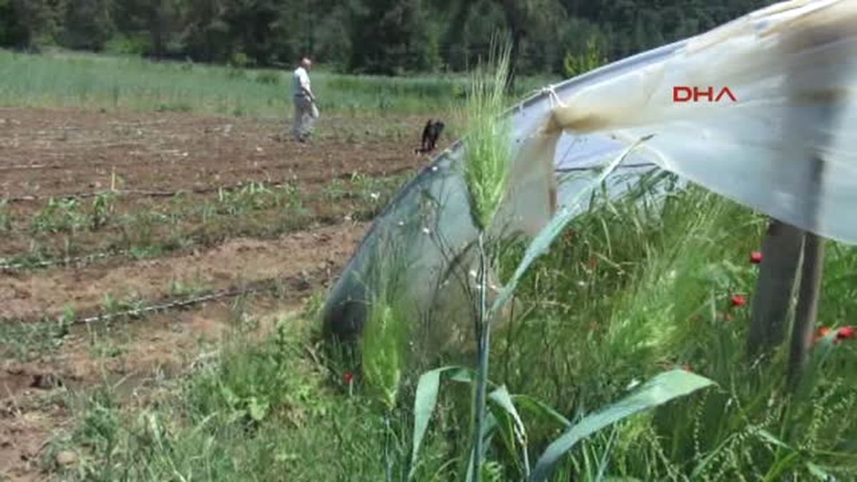Muğla Siyez Buğdayı 1'e 8 Bin Verdi