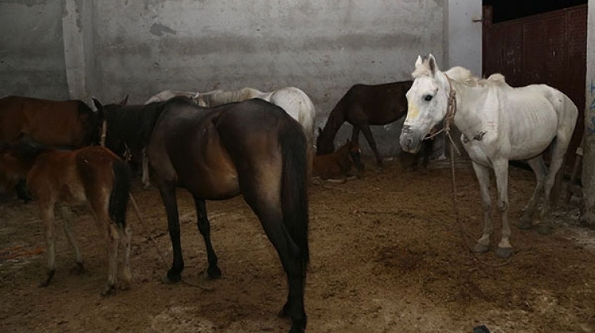 Kaçak At Kesimi Deposuna Operasyon: 16 At Kurtarıldı