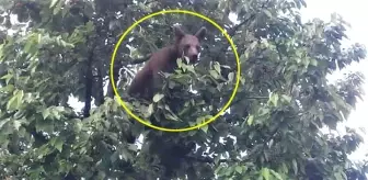 Kiraz Ağacına Çıkan Ayıyı Gören Çiftçi Gözlerine İnanamadı