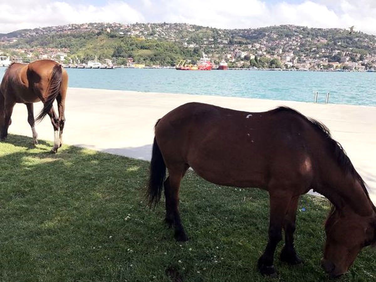 Sarıyer Kireçburnu Sahilinde Başıboş Dolanan Atlar Şaşkınlık Yarattı