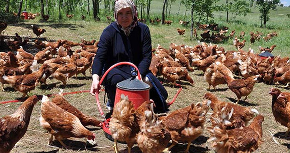Moldovalı Gelin Muş'ta Tavuk Çiftliği Kurdu