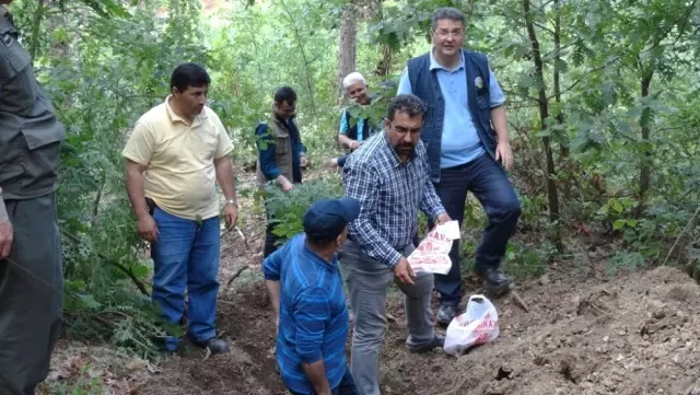 Çanakkale'de Çam Ağaçlarının Kuruma Nedenleri Araştırılıyor