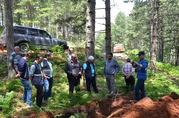 Çanakkale'de Kuruyan Ormanlara İnceleme