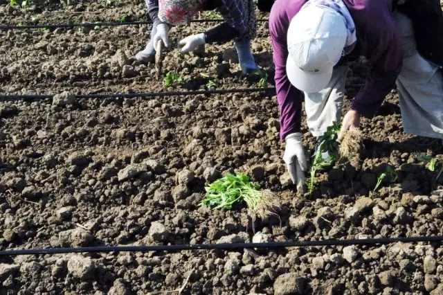 Bafra Ovası'nda Tütün Dikim Sezonu Açıldı