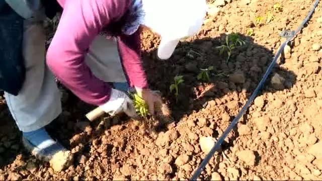 Bafra Ovası'nda Tütün Dikim Sezonu Açıldı