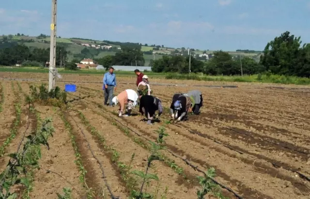 Bafra Ovası'nda Tütün Dikim Sezonu Açıldı