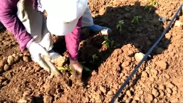 Bafra Ovası'nda Tütün Dikim Sezonu Açıldı
