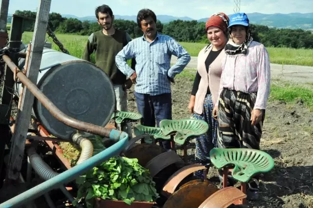 Bafra Ovası'nda Tütün Dikim Sezonu Açıldı
