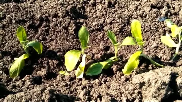 Bafra Ovası'nda Tütün Dikim Sezonu Açıldı