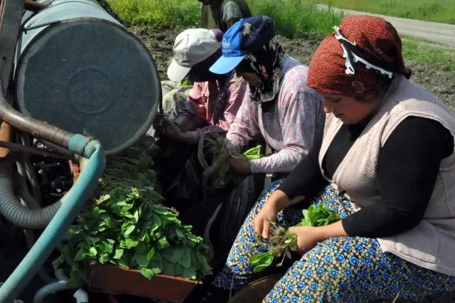Bafra Ovası'nda Tütün Dikim Sezonu Açıldı