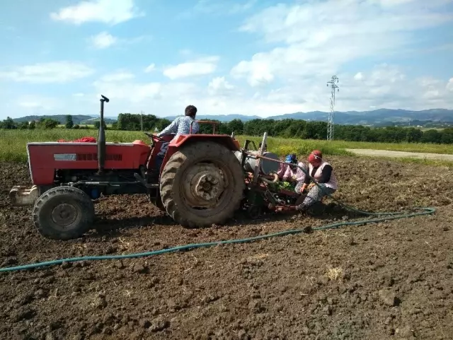 Bafra Ovası'nda Tütün Dikim Sezonu Açıldı