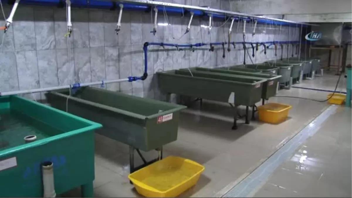 Türkiye'nin Derelerinin Alabalığı Trabzon'dan