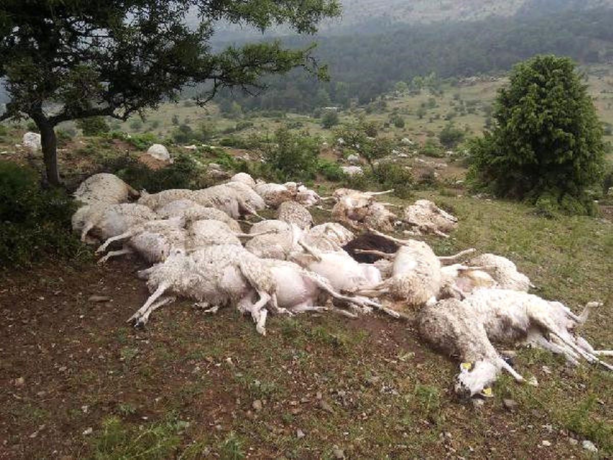 2 Ayrı Sürüye 20 Dakika Arayla Yıldırım Düştü: 73 Koyun Telef Oldu