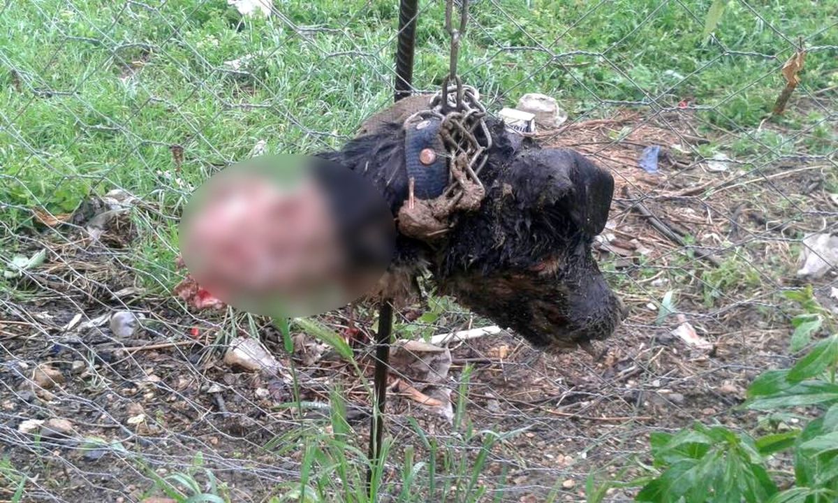 Bilecik'te 25 Köpek Esrarengiz Bir Hayvan Tarafından Telef Edildi