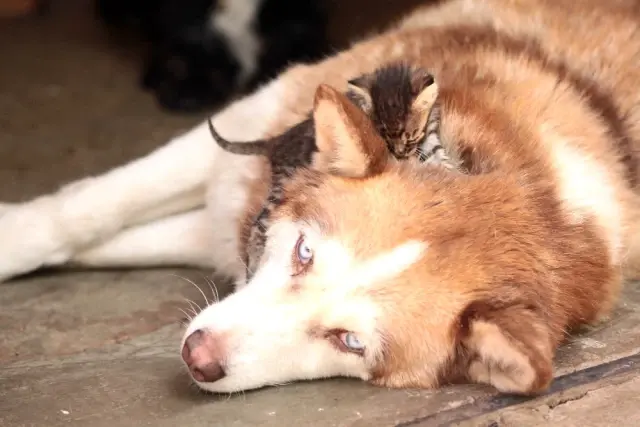 Evinde Yüzü Aşkın Kedi ve Köpek Besleyen Kadın Mahkemelik Oldu!