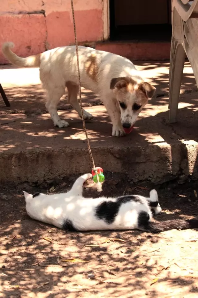 Evinde Yüzü Aşkın Kedi ve Köpek Besleyen Kadın Mahkemelik Oldu!