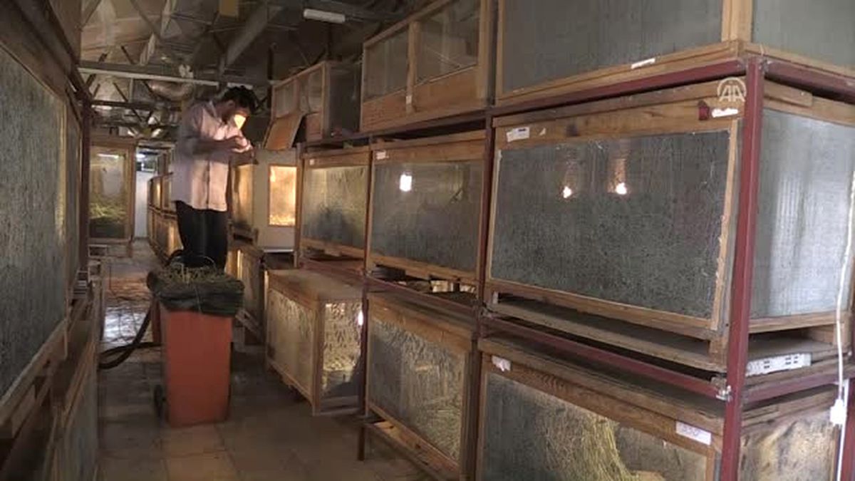 Hamam Böceğinin Tanesini 4 Liradan Satıyor