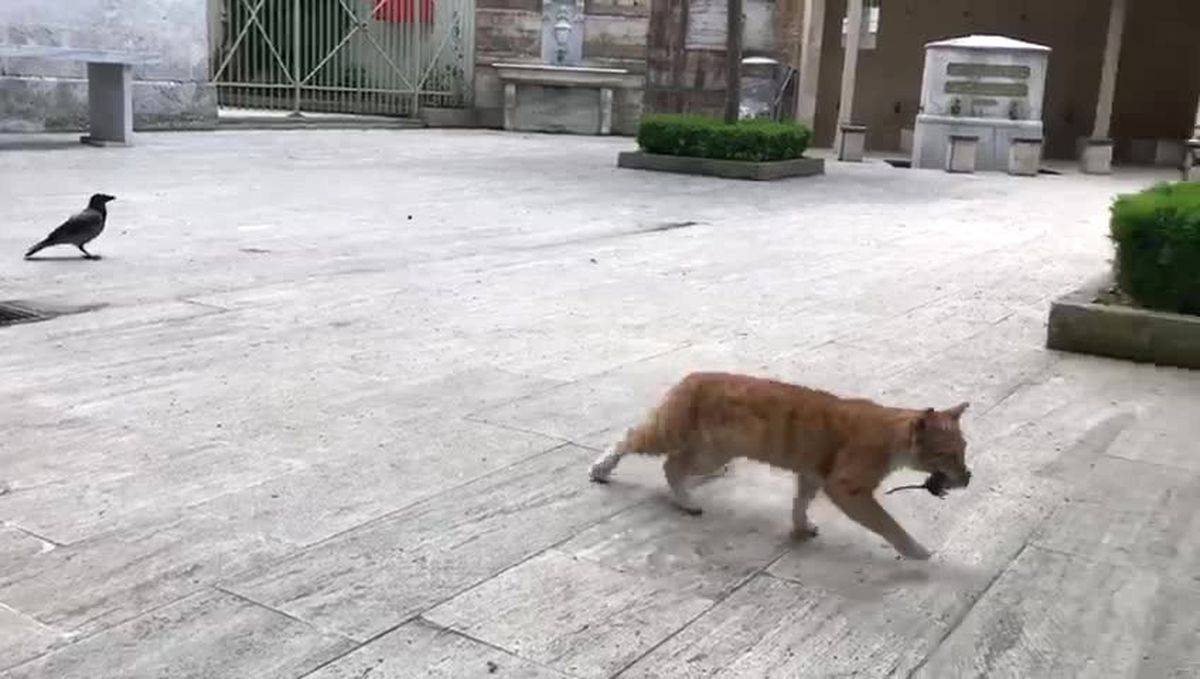 Kedi, Fareyi Kargaya Av Olmaktan Böyle Korudu!