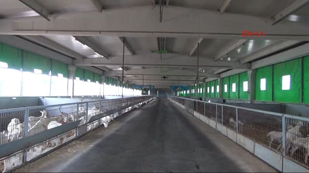 Manisa Keçi Sütünde Kendi Markasını Yarattı