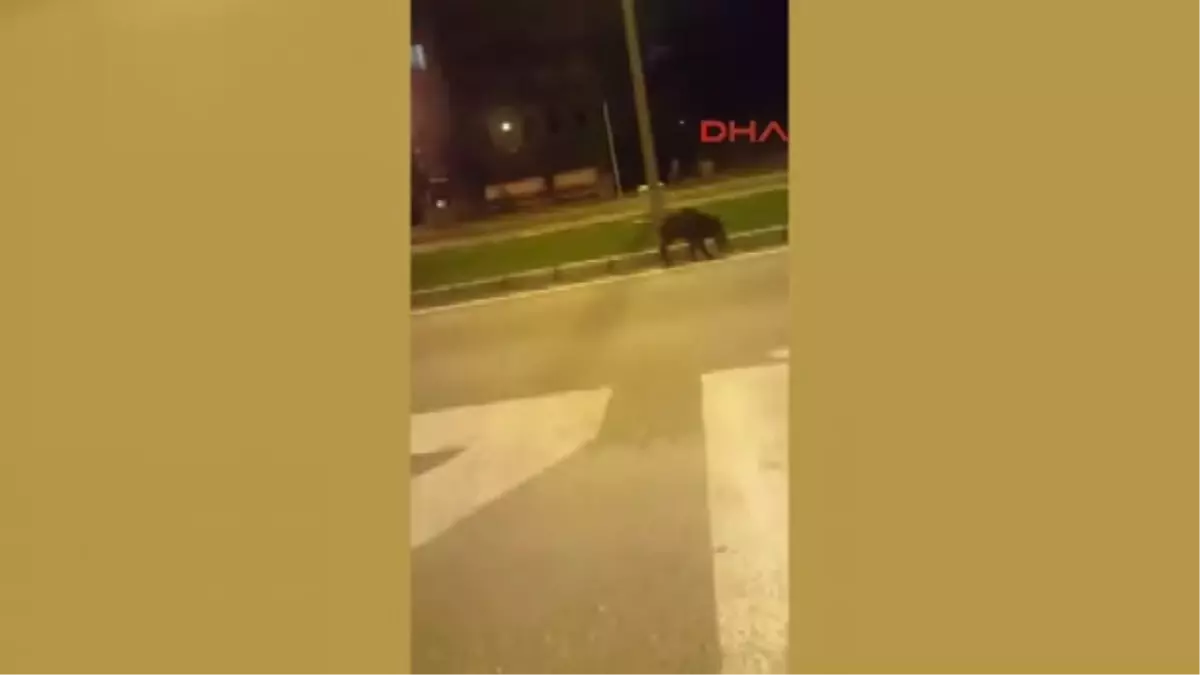 Denizli Yaban Domuzu Trafiğe Indi