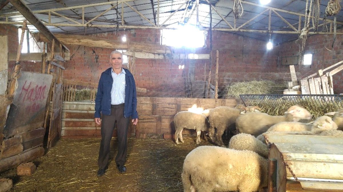 Koyunları Çalınan Çiftçiden Hırsızlara Çağrı: Gelin Bunları da Götürün!