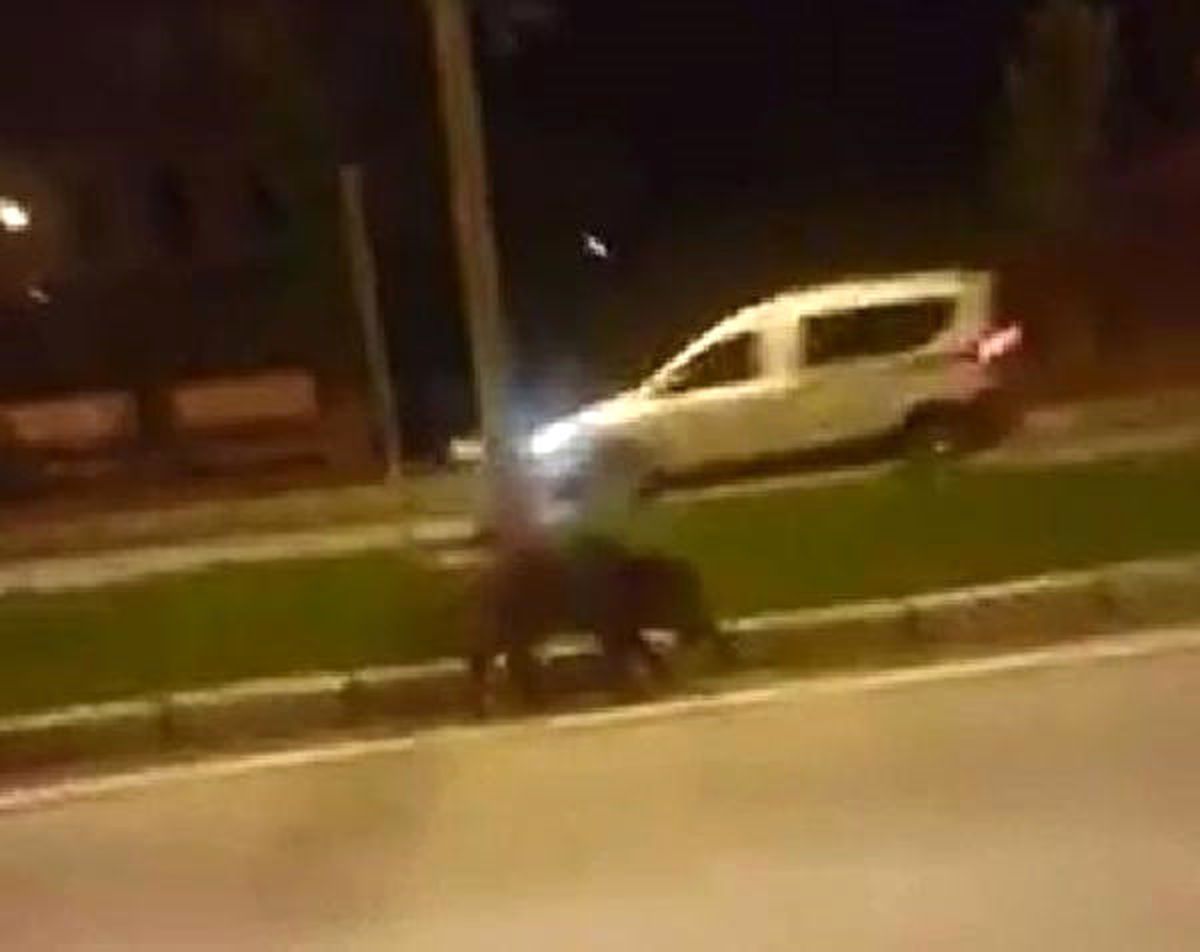 Yaban Domuzu Karayoluna İndi, Görenler Şaştı Kaldı