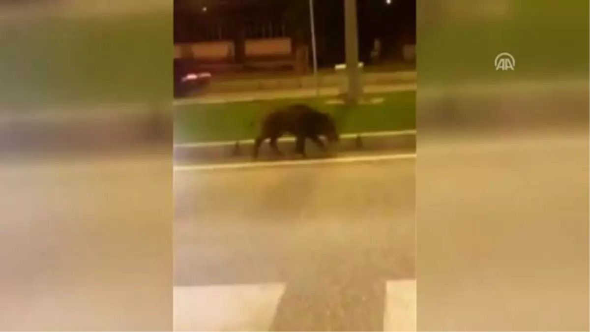 Yaban Domuzu Karayolunda Yiyecek Aradı