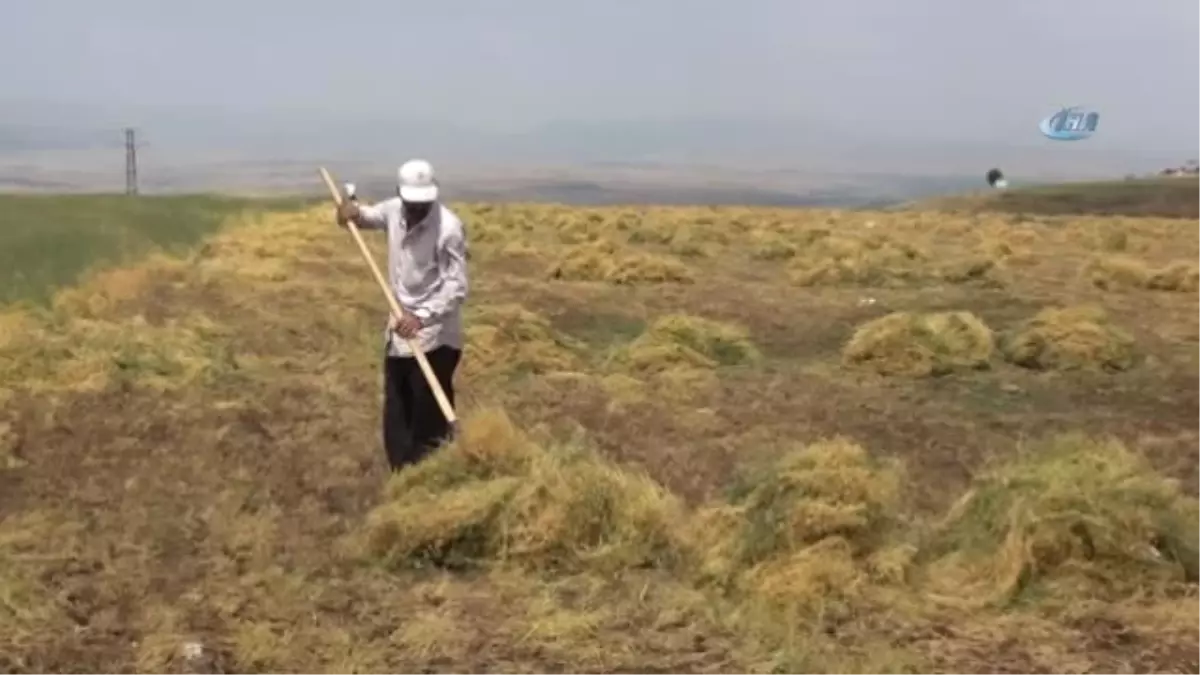 40 Derecede Mercimek Hasadı