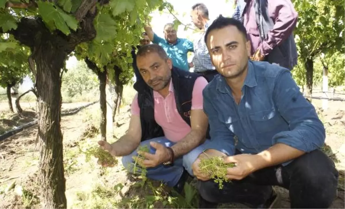 Manisa'daki Dolu Yağışı