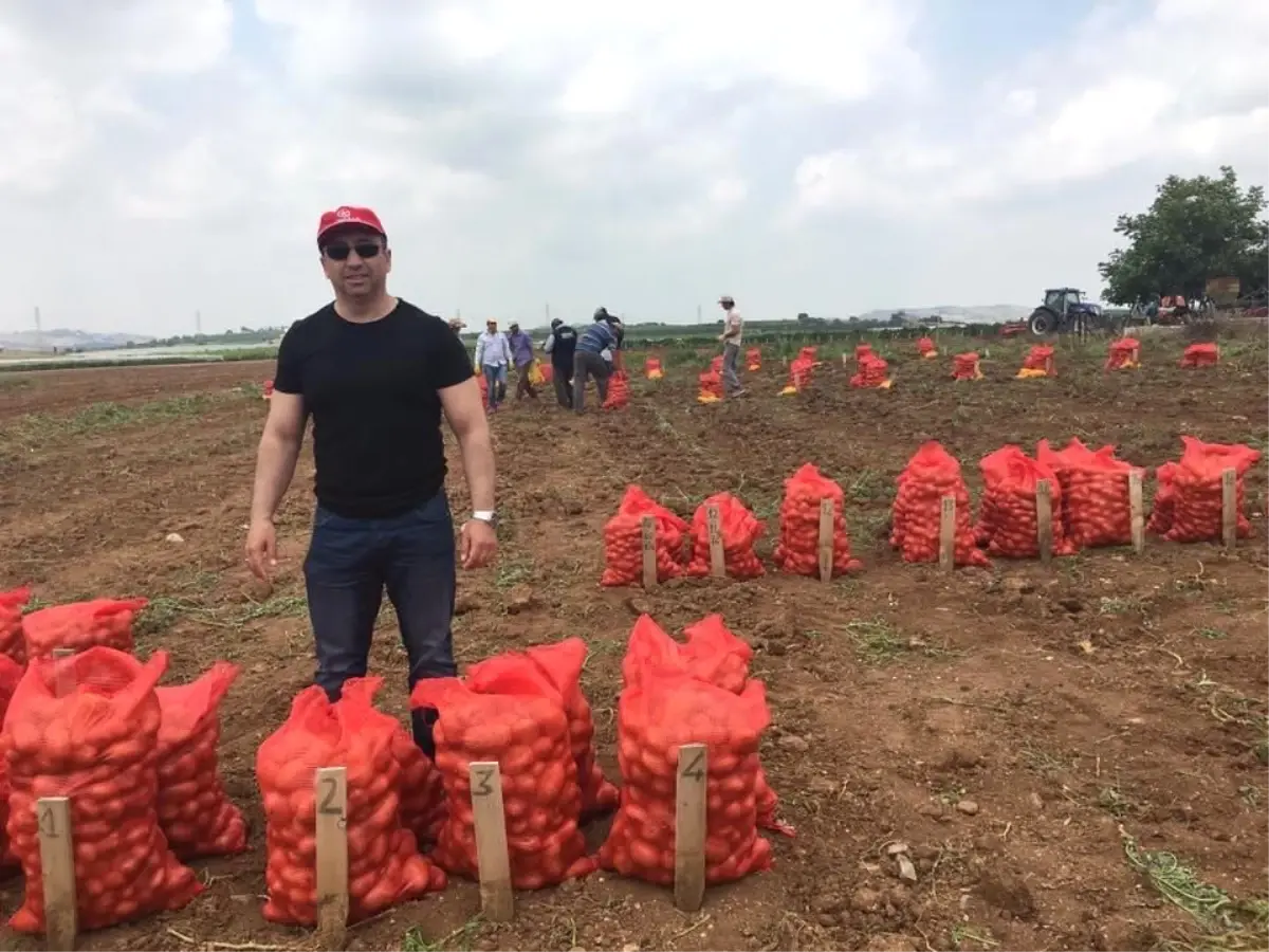 Tescilli Yerli Patateslerin Hasadı Yapılıyor