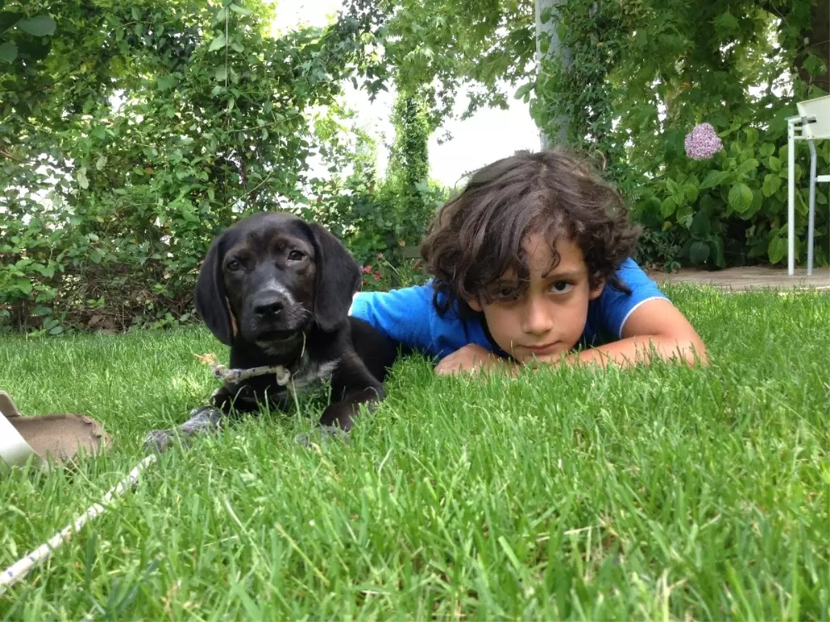 Yalova'da Köpek Katliamı
